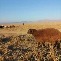 بره قوچی هترو