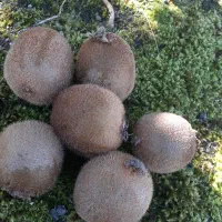 کیوی ریز حدودا ۳۰۰کیلو