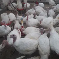 بوقلمون بیوتی