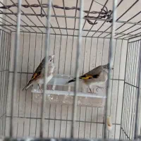 جوجه سهره نر|پرنده|خمینیشهر, |دیوار