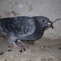 کبوتر دوبر صید شده