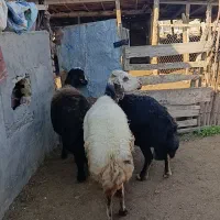 3راس میش عشقی قوچ خورده|حیوانات مزرعه|سیمین شهر, |دیوار