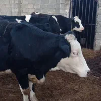 گاو سیمیتال سیاه