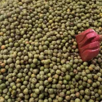 گردو/سفید/مغز/ارگانیک/عمده|خوردنی و آشامیدنی|رشت, کاکتوس|دیوار