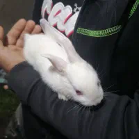 بچه خرگوش چشم شرابی