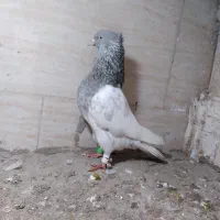 کبوتر|حیوانات|مشهد, شهید قربانی|دیوار