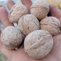 فروش خشکبار درجه یک سامان