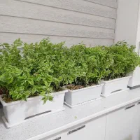 گل و گلدان طبیعی|گل و گیاه طبیعی|قزوین, |دیوار