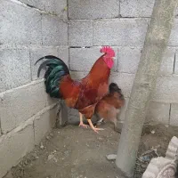 خروس محلی جوان