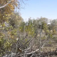 فروش چوب بریده شده  گردو