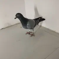 کبوتر المانی مسافتی|پرنده|مشهد, پنجتن|دیوار