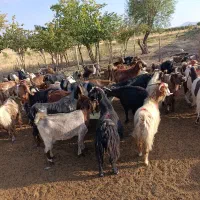 بز چاق چاق مخصوص مراسمات عروسی و...