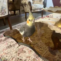 یک جفت عروس هلندی مولد