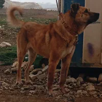 سگ سراب ۳ ساله