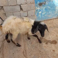 بز آبستن و بز بزغاله و گوسفنده آبستن و کاور ماده|حیوانات مزرعه|سارال, |دیوار