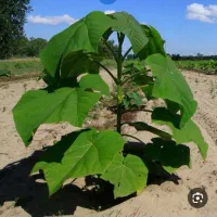 بذر درخت پالونیا