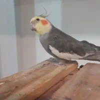 عروس هلندی گمشده