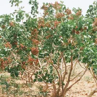 ۸۰۰۰مترباغ پسته|فروش دفتر صنعتی، کشاورزی، تجاری|قم, یزدان‌شهر|دیوار