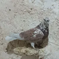 کبوتر|پرنده|فیروزآباد (لرستان), |دیوار