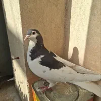 خال سیاه ماده|پرنده|مشهد, مشکینی (شهرک غرب)|دیوار