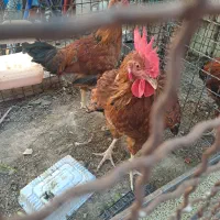 خروس برای قربانی و نگهداری