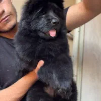 توله ژرمن وارداتی  شپرد ۳ ماهه