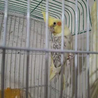 سه تا عروس هلندی|پرنده|شاهینشهر, مسکن مهر|دیوار