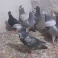 کبوتر