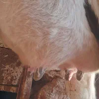 گاوشیری ۲راس تلیسه شکم اول ۳۰ کیلو شیر
