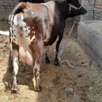 مطفل|حیوانات مزرعه|اهواز, سیصد دستگاه|دیوار