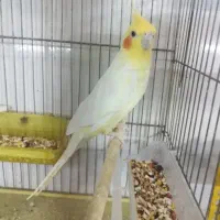 عروس هلندی