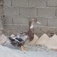 اردک نر 10 ماهه جوان