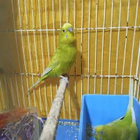 جفت مرغ عشق ذات دار جوون