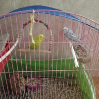 مرغ عشق