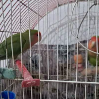 طوطی برزیلی پا کوتاه