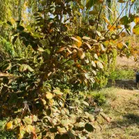 باغ ویلائی نوشین شهر ابتدای روستای رحیم آباد|فروش خانه و ویلا|نوشین شهر, |دیوار