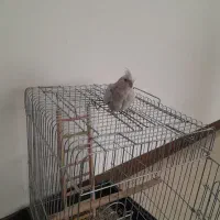 عروس هلندی|پرنده|شیراز, شهرک گلدشت حافظ‎|دیوار