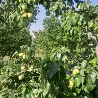 با کمکِ من،تو باغ رویاهات قدم بزار(خانوم کریم خانی|فروش دفتر صنعتی، کشاورزی، تجاری|مشکین‌دشت, |دیوار