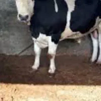 فروش گوساله ی نر گوشتی باقصاب