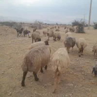 ۶۰ راس شیشک و میش دورگ بختیاری بره دار|حیوانات مزرعه|کازرون, |دیوار