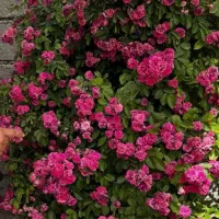 فروش نهال رز رونده