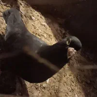 جفت نروماده