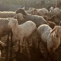 بره توغلی