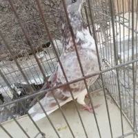 کبوتر پیس|پرنده|اصفهان, گورت|دیوار