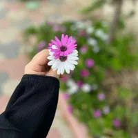 کار