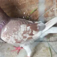 کبوتر مفت مفت