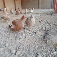 بوقلمون بوربن کیلو ۳۰۰