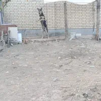 سگ توله اصل ژرمن