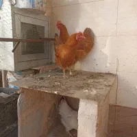 مرغ محلی تخم گذار|حیوانات مزرعه|سبزوار, زینبیه|دیوار