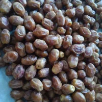 خرما زاهدی